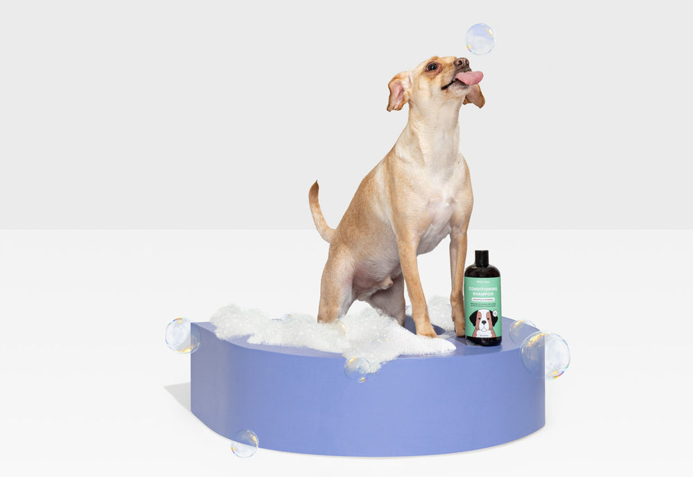 How Often Should You Give a Dog a Bath? What the Experts Say