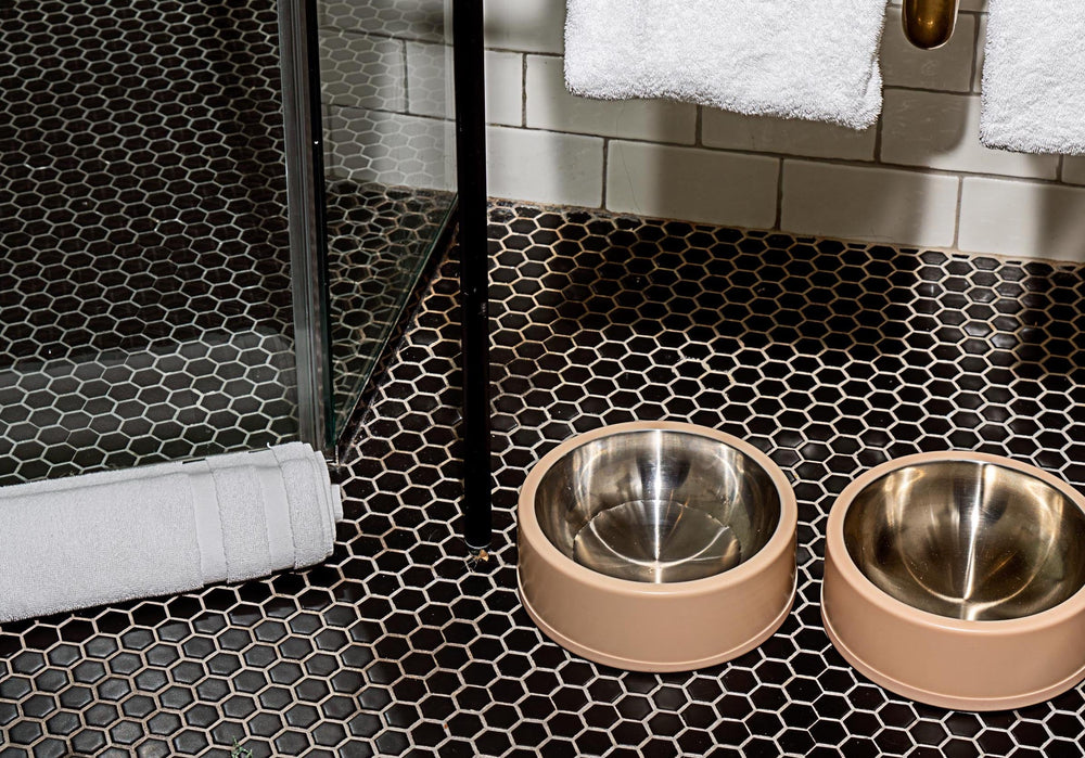 Which Dog Feeder is Best for Your Picky Eater