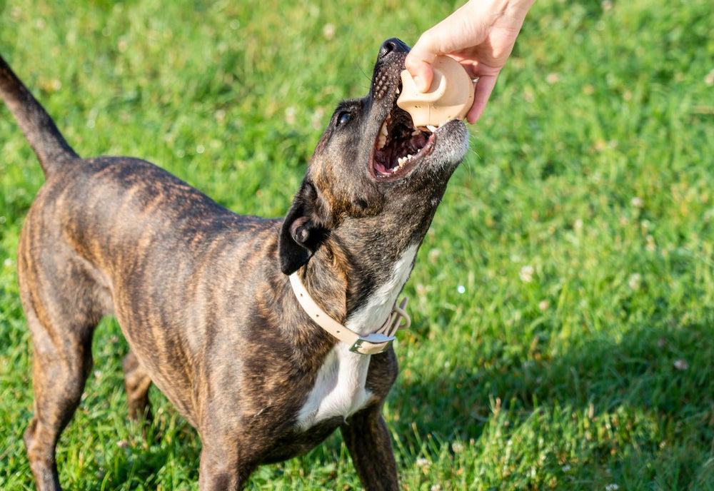 Best Ball To Play Fetch With Your Dog
