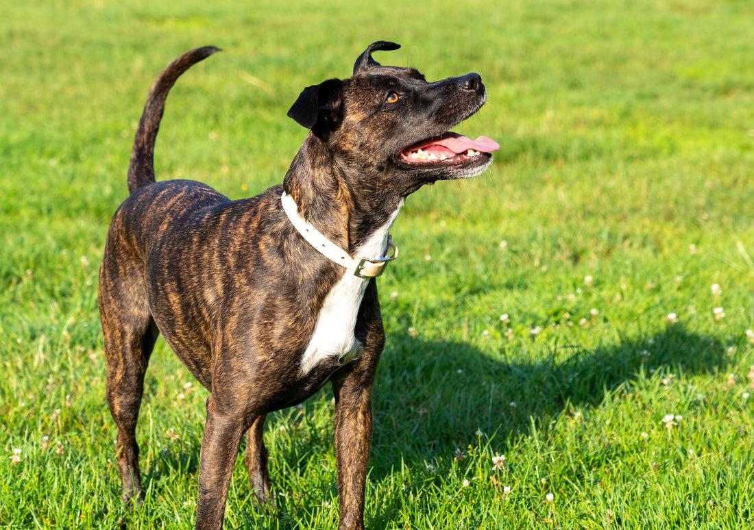 Leather, Microfiber, or Synthetic: How to Choose the Best Dog Collar Material For Your Pup