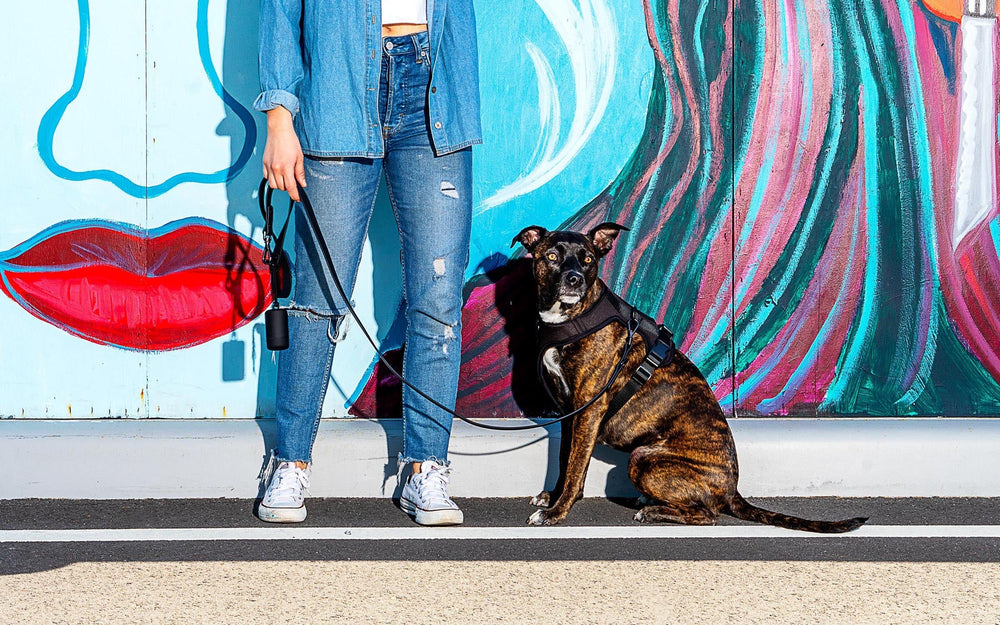 Rare Dog Breeds You Might Not Have Heard Of