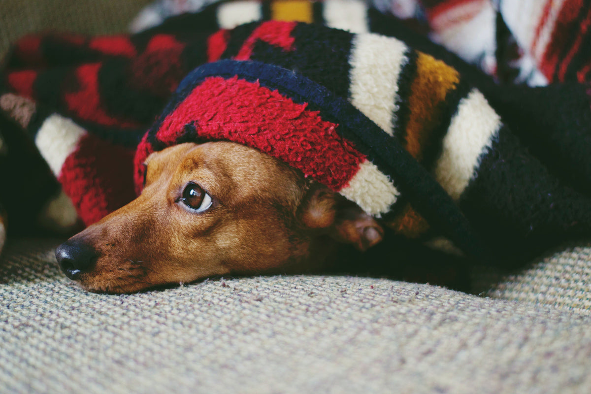 How To Keep Your Dog Calm During Fireworks