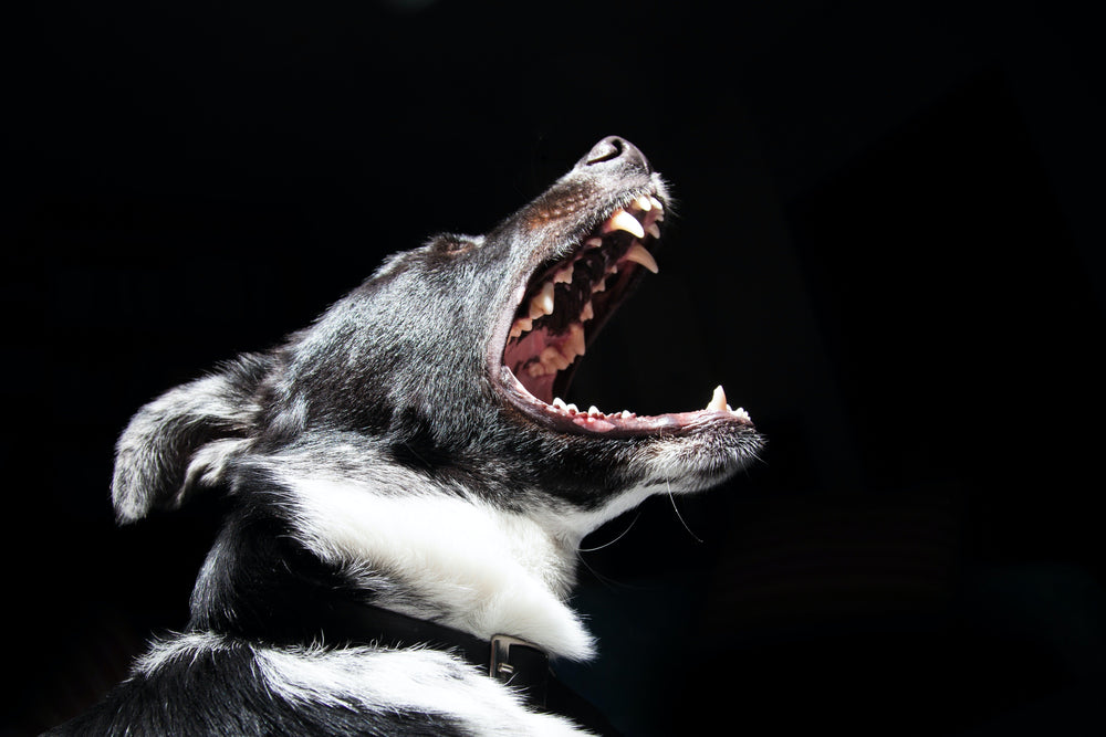 How to Train a Dog Not to Bite