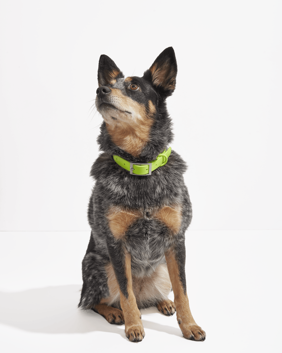 Waterproof Dog Collar