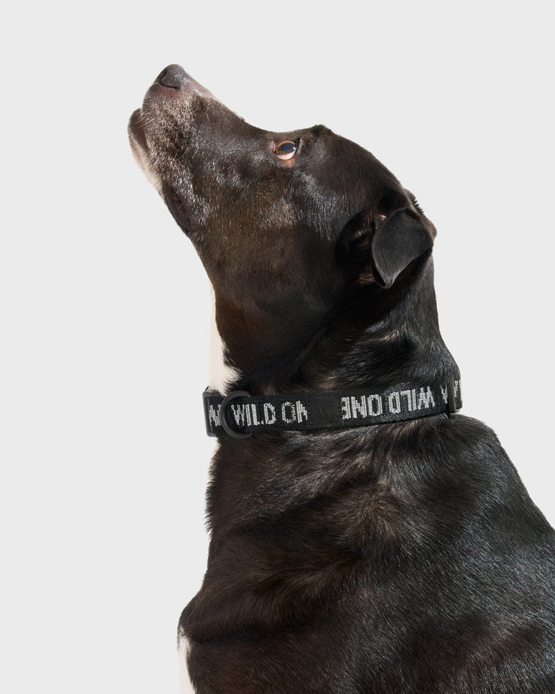 Quick-Release Dog Collar