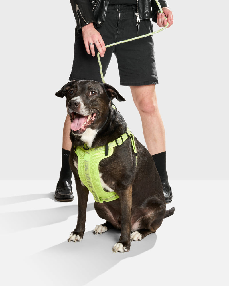 Hands-Free Rope Dog Leash