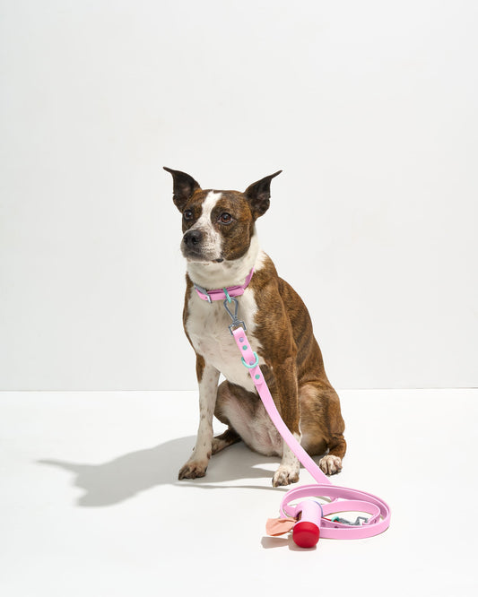 Image 18: Waterproof Collar + Waterproof Leash Walk Kit – Waterproof Collar + Waterproof Leash Walk Kit